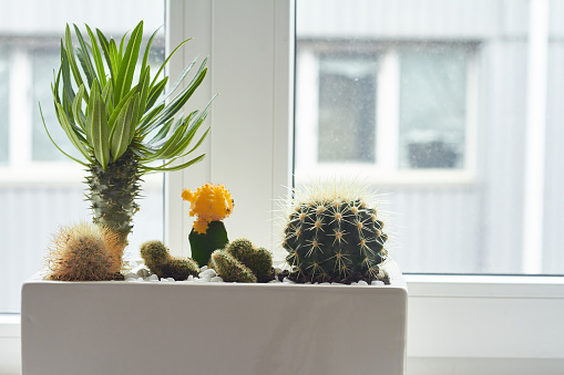 Small multicolored cacti and succulents in a large white pot on the windowsill, soft focus, place for text.