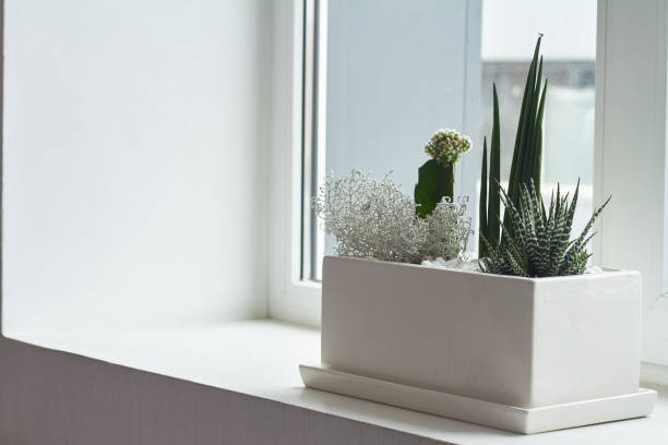 istock Small multicolored cacti and succulents in a large white pot on the windowsill, soft focus, place for text. 1197545915