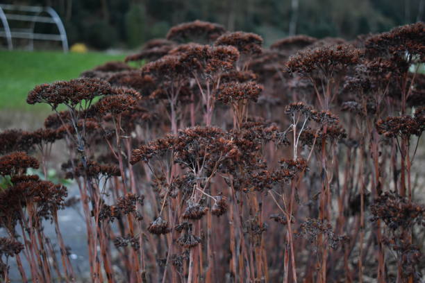 istock My winter garden 1197546990