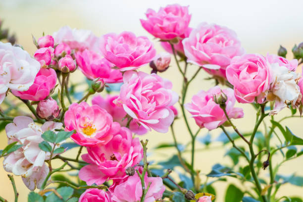 istock Beautiful pink roses flower in the garden 1197547589