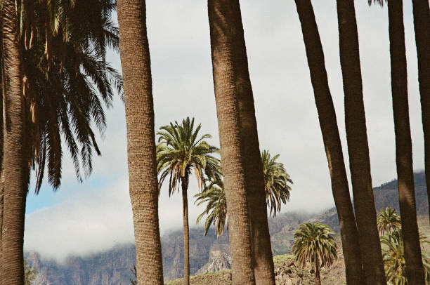 istock The Canarian islands, Gran Canaria in 2019 1197548663