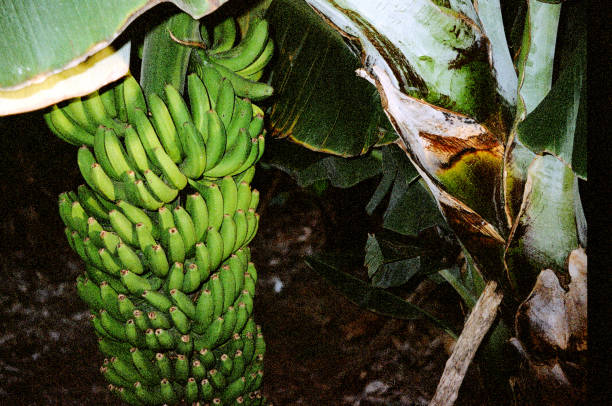 trip to The Canarian islands, Gran Canaria in 2019, analogue photography set, on film