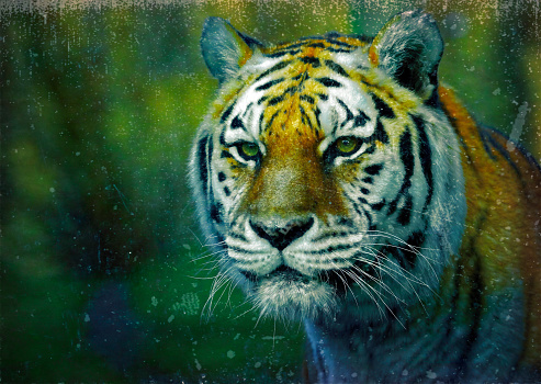 Tiger, Abstraction