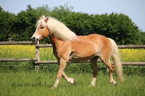 haflinger horse is trotting on a paddock in the sunshine