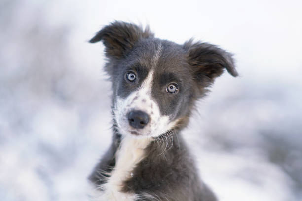 The portrait of a cute blue and white Border Collie puppy posing outdoors in winter The portrait of a cute blue and white Border Collie puppy posing outdoors in winter gray eyes photos stock pictures, royalty-free photos & images