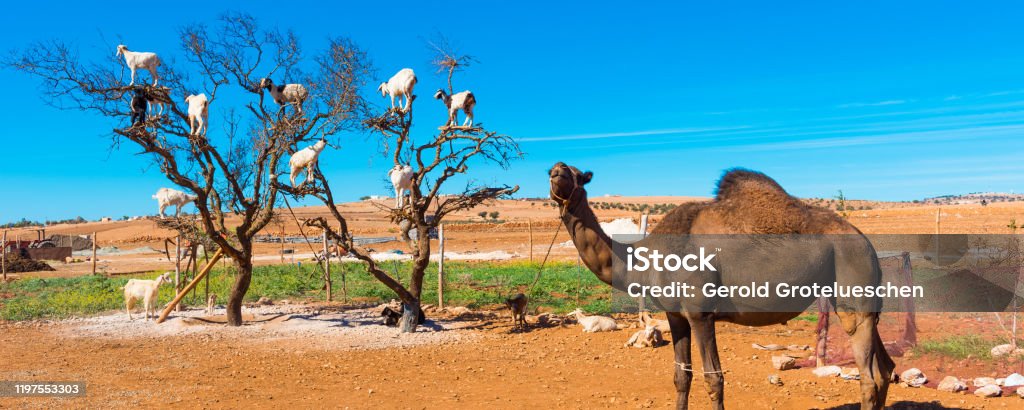 Goats climbed a tree and eat leaves, Essaouira, Souss-Massa-Draa region, Marocco. Goats climbed a tree and eat leaves, Essaouira, Souss-Massa-Draa region, Marocco Africa Stock Photo