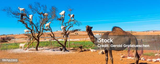 Goats Climbed A Tree And Eat Leaves Essaouira Soussmassadraa Region Marocco Stock Photo - Download Image Now