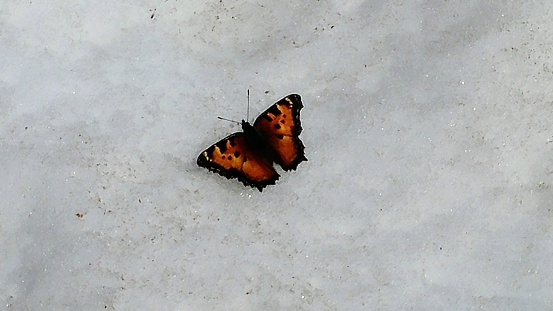 Orange butterfly rests for a moment in the snow.