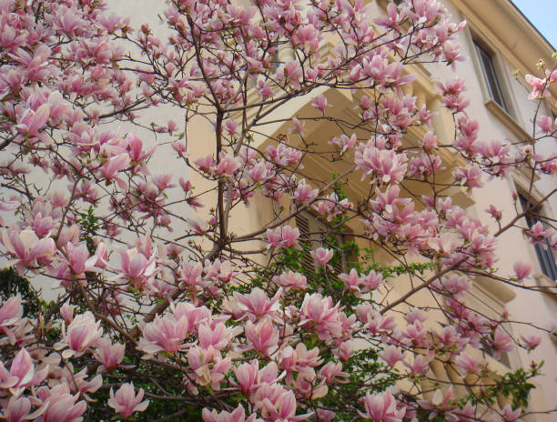 istock Magnolia × soulangeana 1197556745