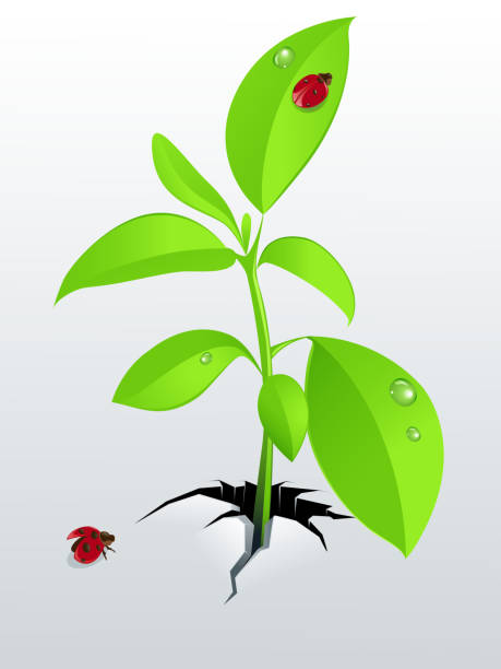 young green plant and ladybird  seven spot ladybird stock illustrations