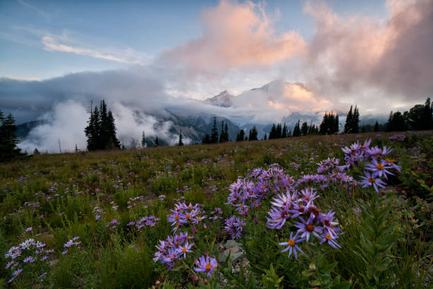 istock Foggy sunset at Mount Rainier, WA, USA 1197563848