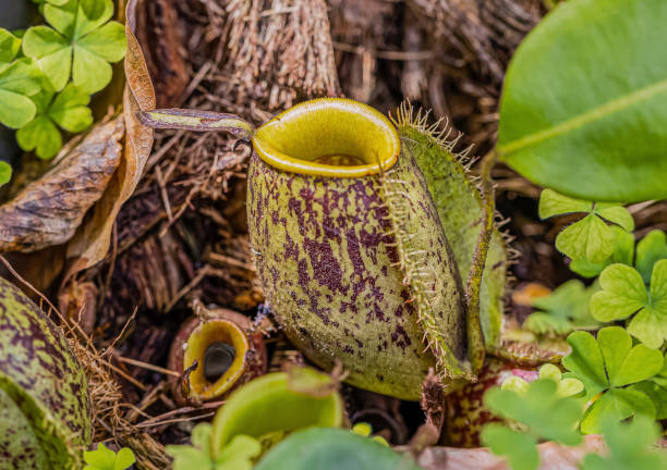 Multi kind of Nepenthes plant, Is a reserved plant of Thailand