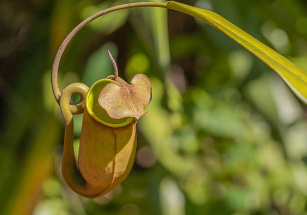 Multi kind of Nepenthes plant, Is a reserved plant of Thailand