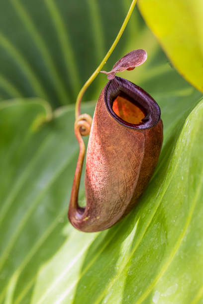 istock Nepenthes plant in the sunny day 1197563949