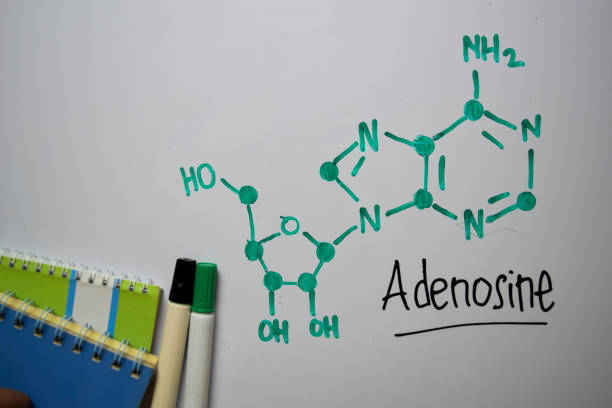 молекула аденозина пишет на белой доске. структурная химическая формула. концепция образования - hydrogen molecule white molecular structure стоковые фото и изображения