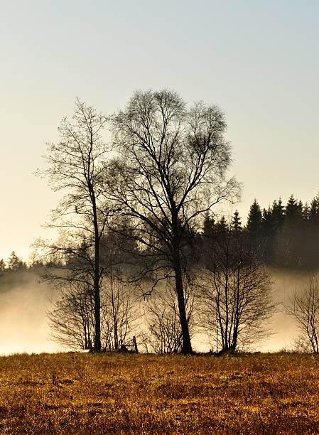 Tree and fog stock photo