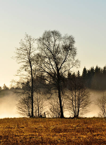 Cтоковое фото Дерево и туман