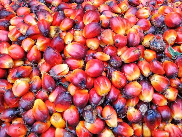istock Oil palm fruit seeds 1197567062