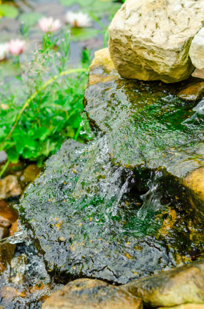 istock Natural pond in garden 1197567704