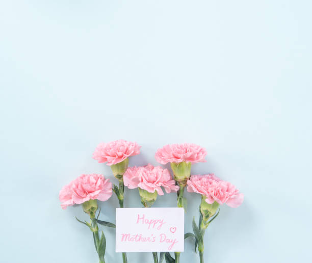 istock Beautiful, elegant pink carnation flower over bright light blue table background, concept of Mother's Day flower gift. 1197571667