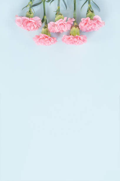 istock Beautiful, elegant pink carnation flower over bright light blue table background, concept of Mother's Day flower gift. 1197571689