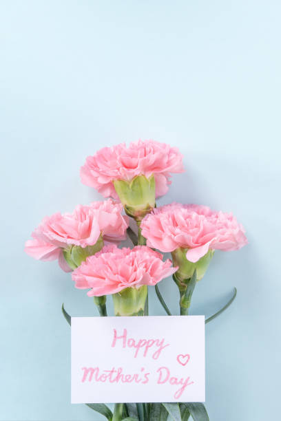 istock Beautiful, elegant pink carnation flower over bright light blue table background, concept of Mother's Day flower gift. 1197572322