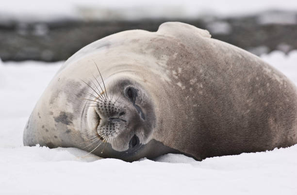 istock resting on a bed of snow 1197573290