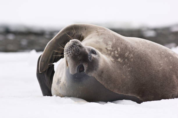 istock resting on a bed of snow 1197573293