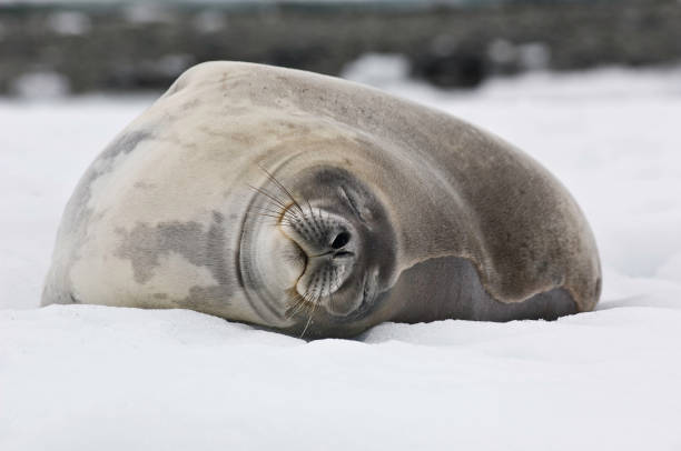 istock resting on a bed of snow 1197573314