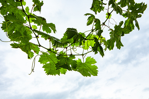 Fresh Green grape vine two branches leaves, low angle view, against grey white cloudy sky background with copy space on the bottom