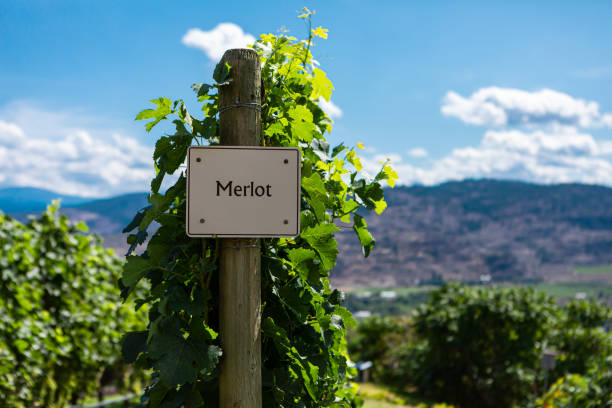 istock vineyard wine grape variety sign 1197575269
