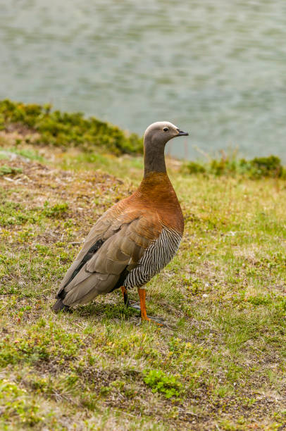 istock Ashy Headed Goose - Chloephaga poliocephala 1197575270