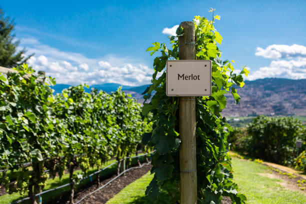 istock vineyard wine grape variety sign 1197575399