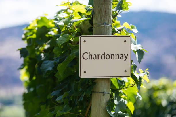 istock vineyard wine grape variety sign 1197577277