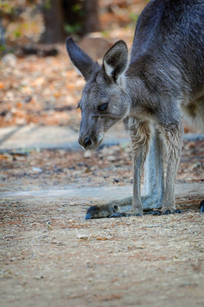 istock Grey Kangaroo in the bushland 1197577311