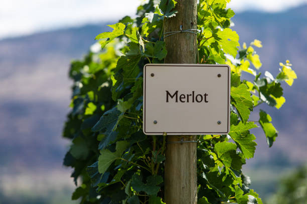 istock vineyard wine grape variety sign 1197577394