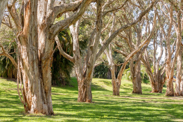 The melaleucas tree, better known as \