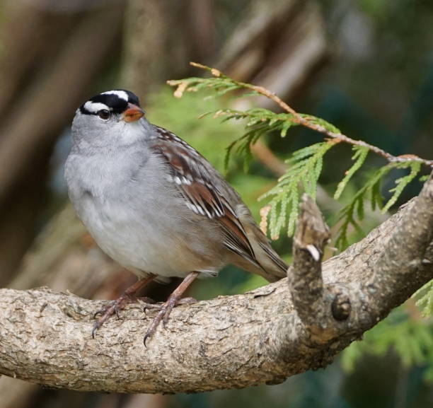 istock Close up of a white-crowned sparrow bird perched on a branch 1197578220