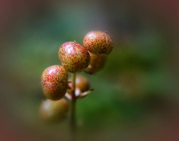 istock Three wild berries red and yellow on a  green bokeh background 1197578231
