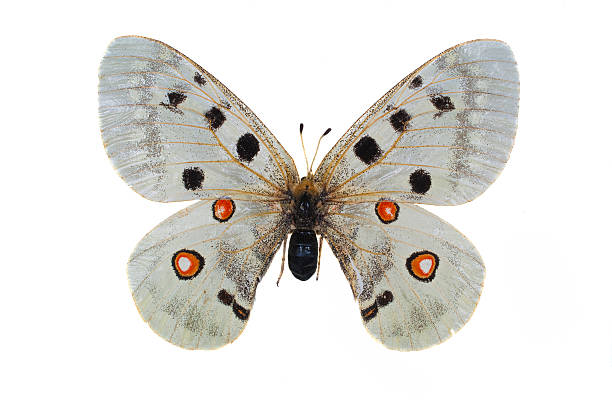 istock butterfly in the collection-isolated 119758000