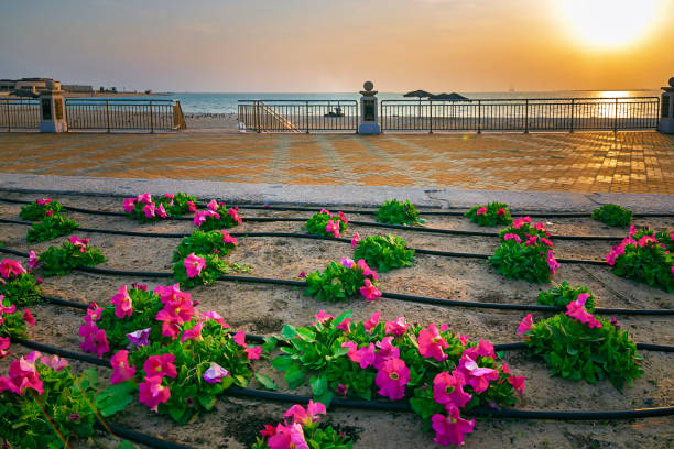 Beautiful Flowers in Fanateer beach with sunrise background. Al Jubail City -Saudi Arabia Beautiful Flowers in Fanateer beach with sunrise background. Al Jubail City -Saudi Arabia dammam photos stock pictures, royalty-free photos & images