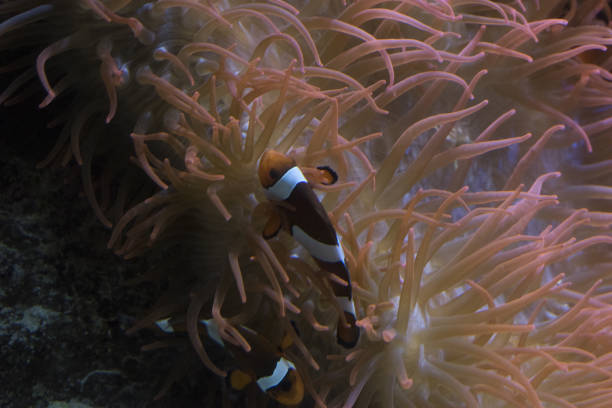 istock Clownfish and sea anemone 1197581764