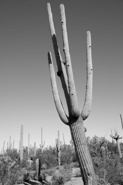istock Saguaro Cactus up close and personal 1197582524