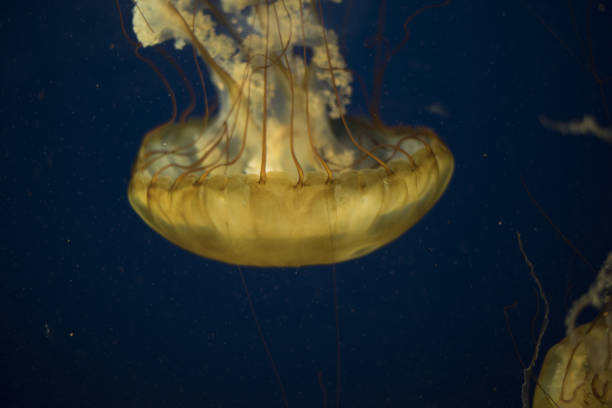 istock Pacific sea nettles 1197582656