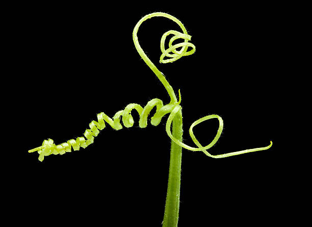 istock Growing gourd liana 119758275