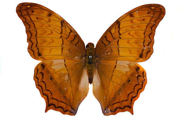 istock butterfly in the collection-isolated 119758279