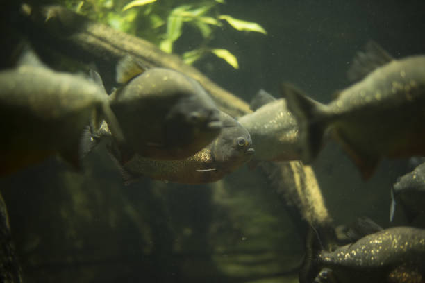 istock Red-bellied piranha 1197583542