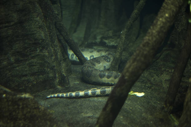 Underwater green anaconda in Amazon wetland.
