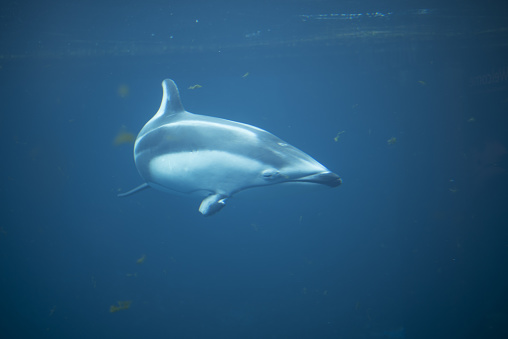 Dolphin poses for the camera