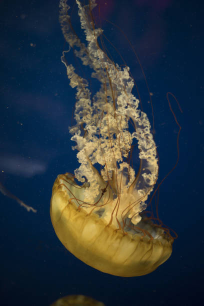 istock Pacific sea nettles 1197583704